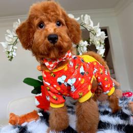 GEORGIE - Red male Maltipoo puppy in Sugar Land, Texas from Celebrity Maltipoos