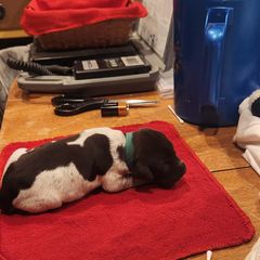 Deutsch-Drahthaar Puppies from vom Cornerstone