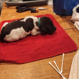 Deutsch-Drahthaar Puppies from vom Cornerstone