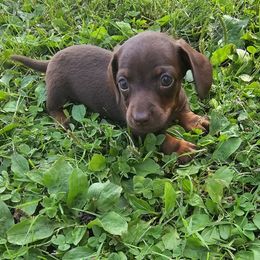 Girl 1 - Chocolate and tan female Dachshund puppy in Elk River, Minnesota from Darling Doxies