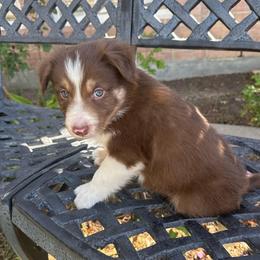 Frank Felipe - White and red male Border Collie puppy in Mckinney, Texas from Border Collies of Ruidoso