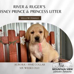 Aurora - Yellow female Labrador Retriever puppy in Grand Gorge, New York from Mountain View Labrador Retrievers