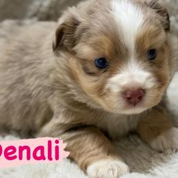 Denali - Red merle female Miniature Australian Shepherd puppy in South Central, Pennsylvania from Windy Hills Mini Aussies & Doodles