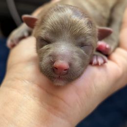 Okarun - Chocolate male Chinese Crested puppy in San Antonio, Texas from Charming Cresteds Kennel
