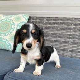 Betsy - Piebald female Dachshund puppy in Troup, Texas from Darling Doxies