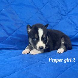Pepper girl 2 - Black and white female Siberian Husky puppy in Ocala, Florida from Florida Husky Puppies