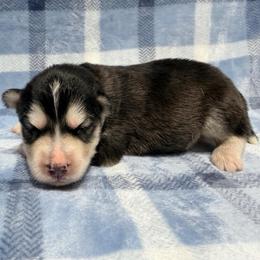 AKC King - Black and white male Siberian Husky puppy in Centreville, Maryland from Huskies By the Bay