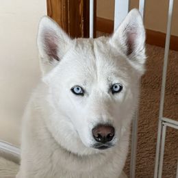 Nova - Siberian Husky
