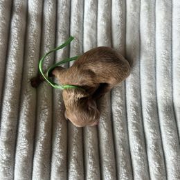 AKC Green Collar - Red  male Poodle puppy in Powder Springs, Georgia from West Cobb Dogs