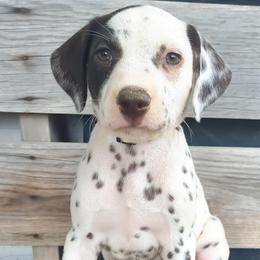 Eevee (Yellow collar) LUA - White and liver brown female Dalmatian puppy in Raymondville, Missouri from Wagner's Dalmatian's