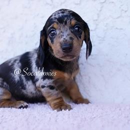 Rosie - Black and tan female Dachshund puppy in Apple Valley, California from Socaldoxies