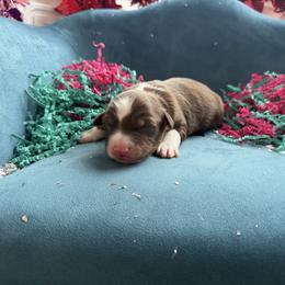 Junior - Red tri-color male Australian Shepherd puppy in Niles, Michigan from Tara's Australian Shepherds