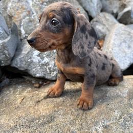 Woods - Dapple female Dachshund puppy in Oregon from Bailey’s Dachshunds
