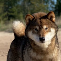 Kuzya - Shiba Inu