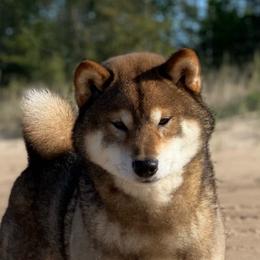 Kuzya - Shiba Inu