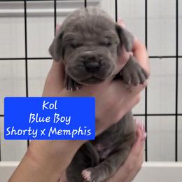 Kol - Blue male Great Dane puppy in Longview, Texas from Lazy A Danes