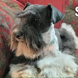 Octavio - Schnoodle