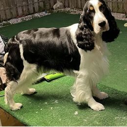 Nalah - English Springer Spaniel