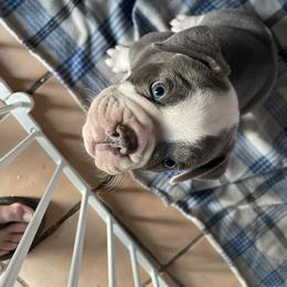 Olde English Bulldogge Puppies from Gods Of Olympus Bulldogges