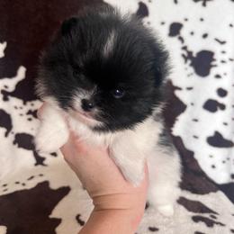 Girl 2 - Black and tan parti female Pomeranian puppy in Newalla, Oklahoma from Classy Poms