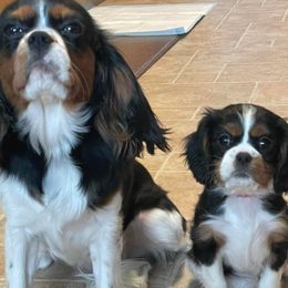 Cavalier King Charles Spaniels from Dakota Royal's CKCS