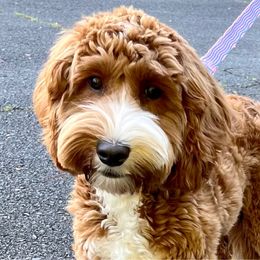 Andi - Australian Labradoodle