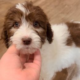 Aussiedoodle, Bordoodle, Goldendoodle, and Poodle Puppies from Calena’s Doodle Pups