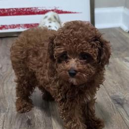 Eli (AKC) - Red  male Poodle puppy in Rainbow City, Alabama from Spinks Poodles