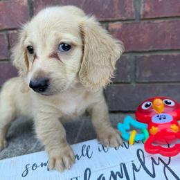 Sugar - Cream female Dachshund puppy in Keota, Oklahoma from Skyview Doxie Ranch