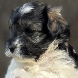 Toby - Parti male Miniature Schnauzer puppy in Pflugerville, Texas from K&K Precious Tx schnauzers