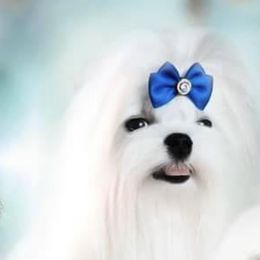Mag - Maltese