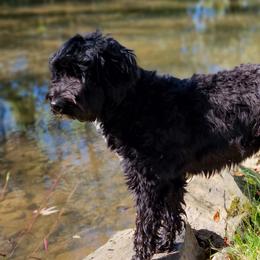 Portuguese Water Dogs from Creekside Portuguese Water Dogs