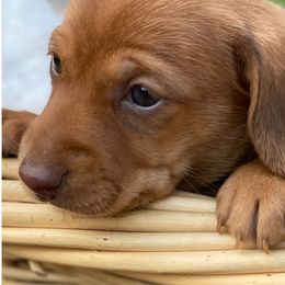Dachshunds from Davren Farm