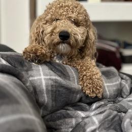 Jax - Goldendoodle