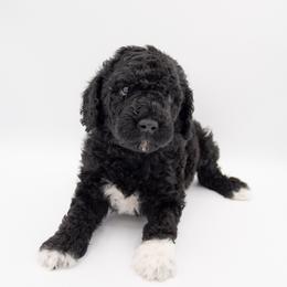Pua - Black Collar - Black male Labradoodle puppy in Lehi, Utah from Our Little Farm Life Doodles