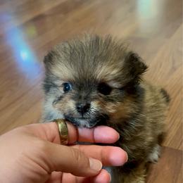 Curly - Red sable male Pomeranian puppy in Clinton, Tennessee from Liza’s Aussies & Poms