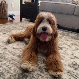 Hickory - Goldendoodle