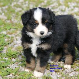 Wolffe - Black tri male Miniature Australian Shepherd puppy in Hillsdale, Michigan from Faithwalk Aussies and Mini American Shepherds