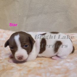 Star - White and chocolate female Teddy Roosevelt Terrier puppy in Milaca, Minnesota from Bright Lake Terriers
