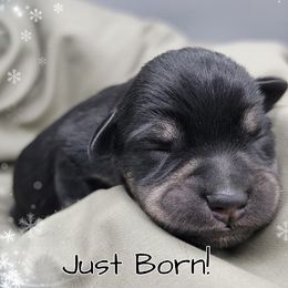 Mabel AKC Imported Champion Lines - Black and silver female Miniature Schnauzer puppy in Saratoga Springs, Utah from Happy Beard Schnauzers