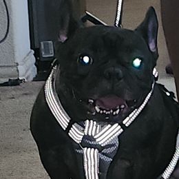 French Bulldogs and Yorkshire Terriers from Tight Pocket House Frenchies & Yorkies