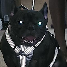 French Bulldogs and Yorkshire Terriers from Tight Pocket House Frenchies & Yorkies