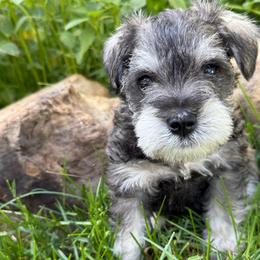 Rugar -AKC- Black Collar - Salt and pepper male Miniature Schnauzer puppy in Wheeler, Wisconsin from Sue’s Miniature Schnauzers
