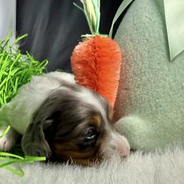 Trisha - Chocolate and cream female Dachshund puppy in Fort Worth, Texas from Louis' Litters