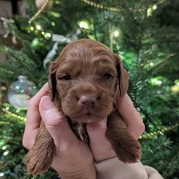 Bingo - Red female Cockapoo puppy in Strasburg, Pennsylvania from Dana's Domain Cockapoos