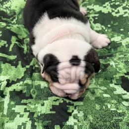 Bulldog Puppies from Bulldog's 4 Brothers