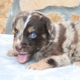 Chipotle - Red merle male Australian Shepherd puppy in Macon, Georgia from Shaina’s Shepherds