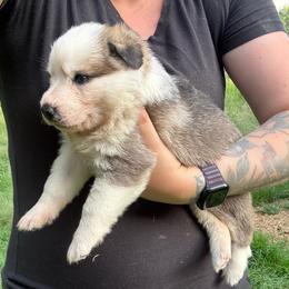 Panda Female 1 - Panda female German Shepherd puppy in Tafton, Pennsylvania from Pocono GSD