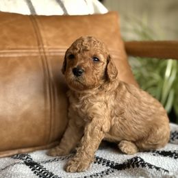 Labradoodle Puppies from Kona's Doodles