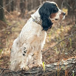 Attie - English Springer Spaniel